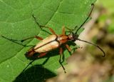 Strangalia famelica solitaria; Flower Longhorn species