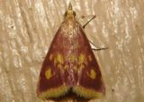 5071 - Pyrausta acrionalis; Mint-loving Pyrausta Moth
