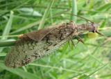 Corydalus cornutus; Eastern Dobsonfly; female