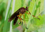 Diogmites platypterus; Hanging-thief Robber Fly species