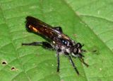 Laphria index/ithypyga complex; Bee-like Robber Fly species