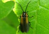 Polemius laticornis; Soldier Beetle species