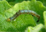 11071 - Heliothis virescens; Tobacco Budworm