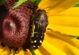 Acmaeodera pulchella; Metallic Wood-boring Beetle species