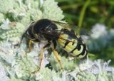 Bembix belfragei; Sand Wasp species
