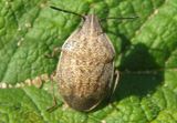Coenus delius; Stink Bug species