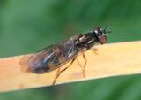Melanostoma mellinum; Syrphid Fly species; female 