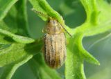 Ophraella communa; Leaf Beetle species