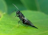 Phasgonophora sulcata; Chalcid Wasp species; female 