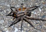 Schizocosa avida; Wolf Spider species 