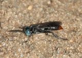 Tachysphex terminatus complex; Square-headed Wasp species