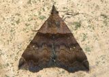 8393 - Lascoria ambigualis; Ambiguous Moth; female