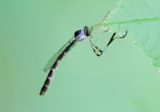 Leptogastrinae Robber Fly species