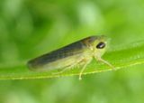 Chlorotettix tergatus; Leafhopper species