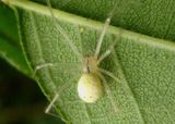 Enoplognatha ovata; Cobweb Spider species; exotic