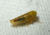 Eutettix variabilis; Leafhopper species