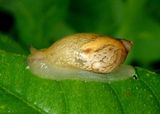 Succineidae Amber Snail species