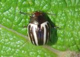 Zygogramma suturalis; Ragweed Leaf Beetle