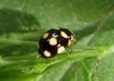 Brachiacantha decempustulata; Ten-spotted Spurleg