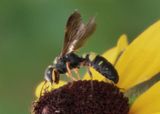 Cerceris gnarina; Apoid Wasp species 