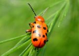 Crioceris duodecimpunctata; Twelve-spotted Asparagus Beetle; exotic
