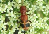 Enoclerus rosmarus; Checkered Beetle species