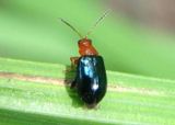 Palaeothona picta; Flea Beetle species