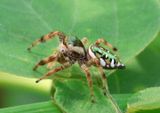 Paraphidippus aurantius; Jumping Spider species 