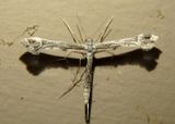 6125-6142 - Paraplatyptilia Plume Moth species 