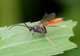 Cryptus albitarsis; Ichneumon Wasp species; male