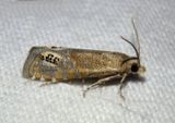 3151 - Pelochrista scintillana; Tortricid Moth species