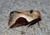 4671 - Prolimacodes badia; Skiff Moth 