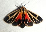 8171 - Apantesis nais; Nais Tiger Moth