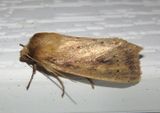 9450 - Globia subflava; Subflava Sedge Borer