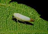 Alebra bicincta; Leafhopper species