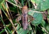 Allonemobius fasciatus; Striped Ground Cricket; female nymph