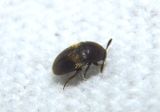Colon Round Fungus Beetle species