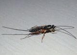 Ichneumonidae Ichneumon Wasp species; female 