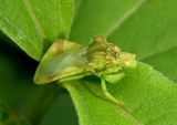 Phymata Jagged Ambush Bug species
