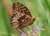 Speyeria cybele; Great Spangled Fritillary
