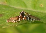 2241 - Anacampsis levipedella; Twirler Moth species pair