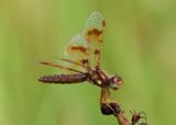 Perithemis tenera; Eastern Amberwing; female