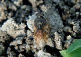 Saldula pallipes; Shore Bug species