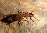 Zuphioides americanum; Ground Beetle species