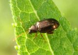 Crepidodera Leaf Beetle species
