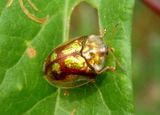 Deloyala guttata; Mottled Tortoise Beetle