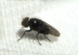 Ephydridae Shore Fly species