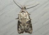 2315 - Carposina fernaldana; Currant Fruitworm Moth
