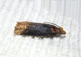 2929 - Eucosma ochroterminana; Buff-tipped Eucosma