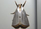 5464 - Urola nivalis; Snowy Urola